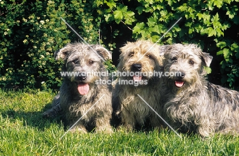 3 irish glen of imaal terriers