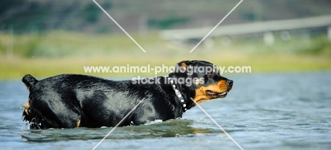 Rottweiler going into water