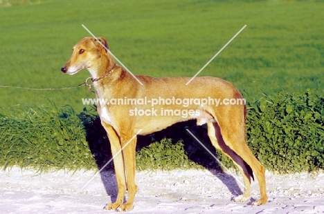 Cyprus Greyhound side view