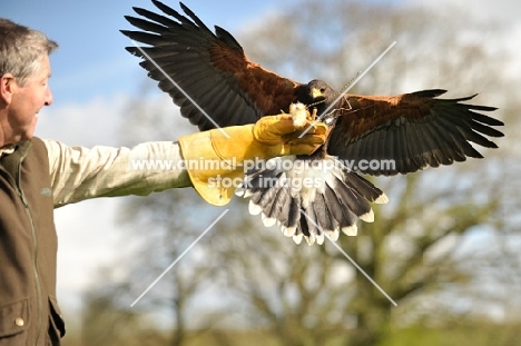 Harris Hawk