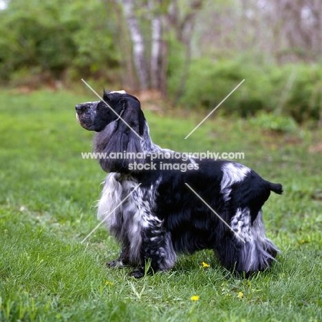 am ch somerset's stage door review, english cocker spaniel in usa trim standing in a field