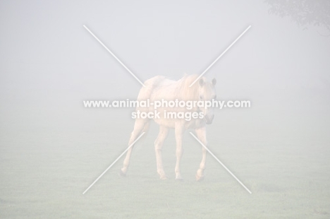 Horse walking in mist