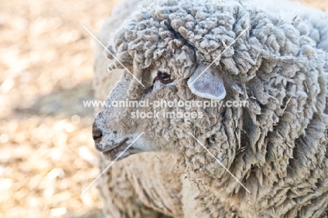 mixed breed sheep