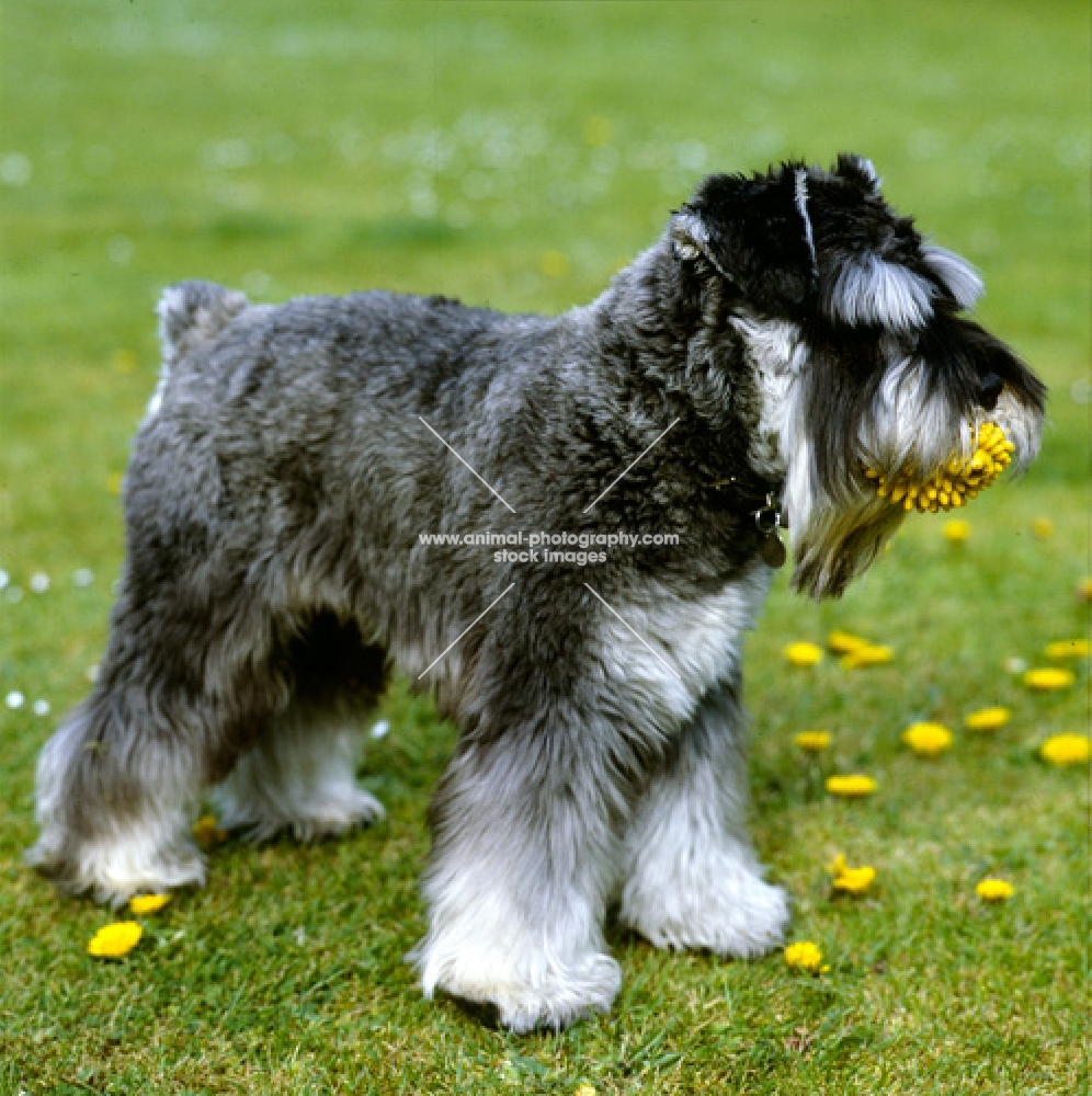 miniature schnauzer in pet clip carrying toy