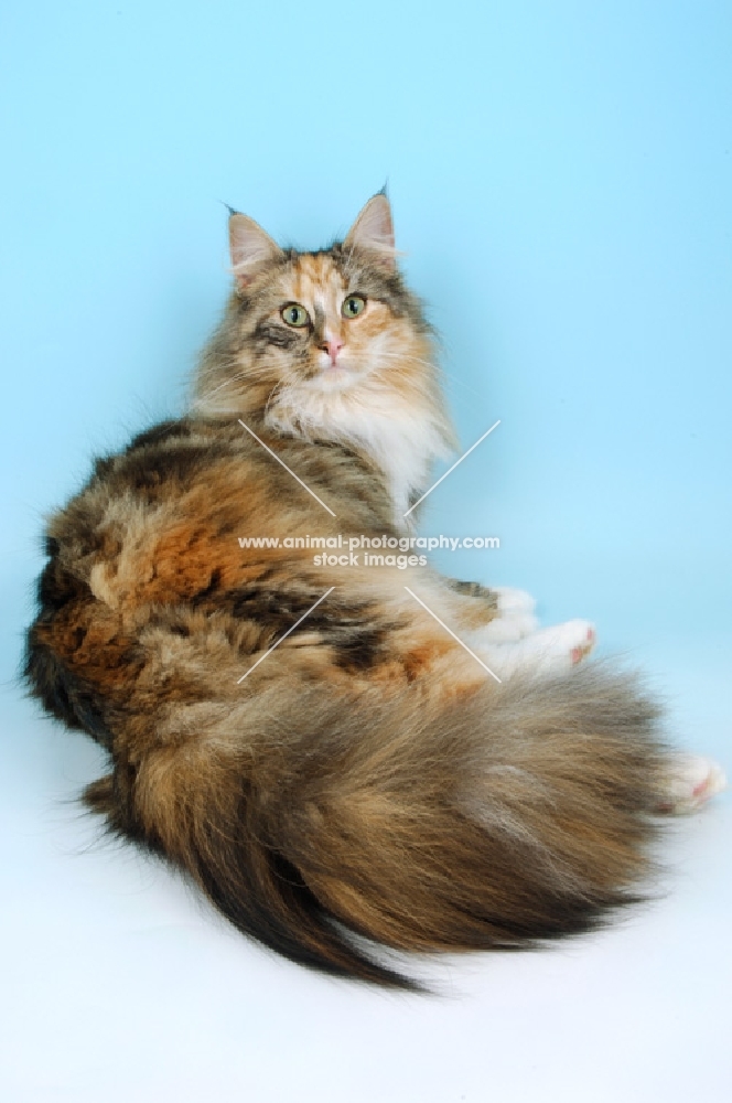 tortie and white norwegian forest cat