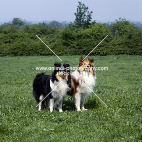 two shetland sheepdogs in field