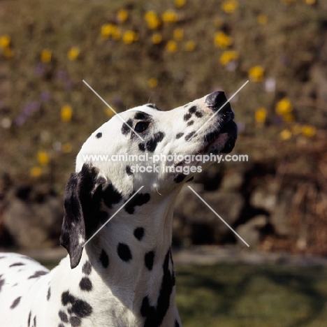 dalmatian head portrait