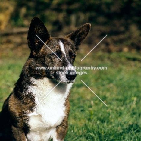 cardigan corgi head and shoulders shot