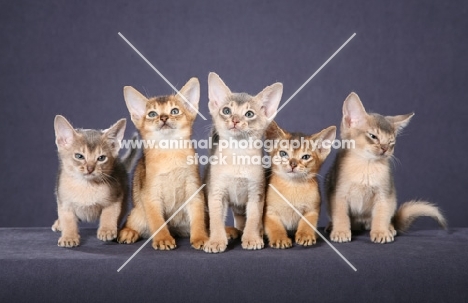 five Abyssinian kittens