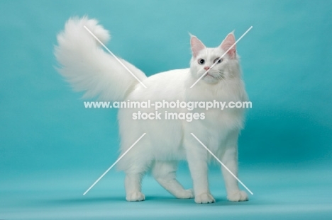 young white Maine Coon, fluffy tail up