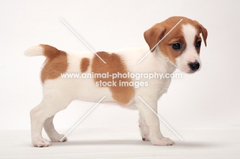 cute Jack Russell Terrier puppy