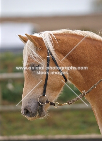 Haflinger wearing bridle, side view