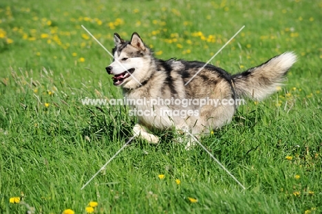 Alaskan Malamute in field