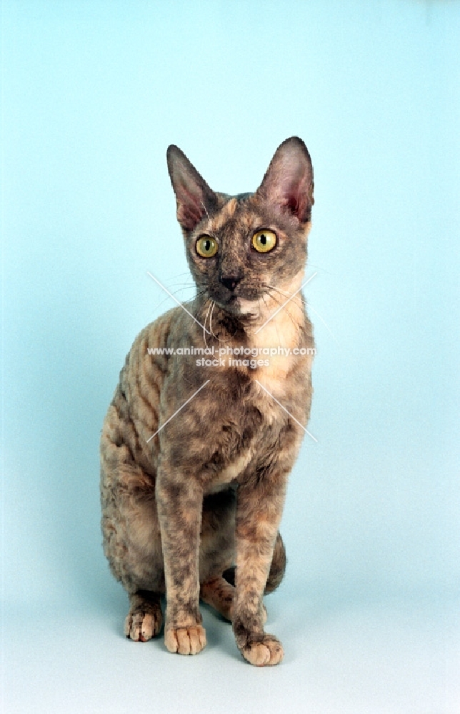 blue cream tortoiseshell Cornish Rex sitting