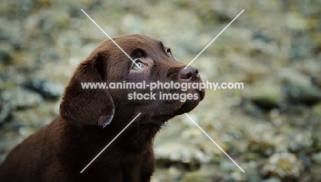 Chocolate Labrador Retriever puppy head shot looking up