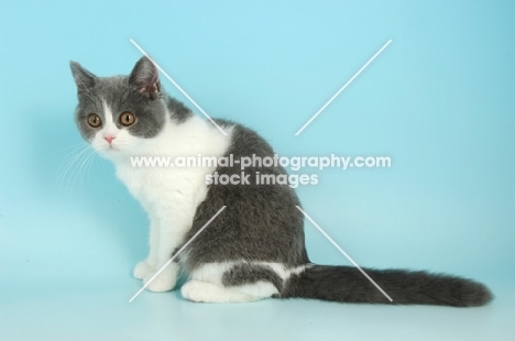 bi-coloured british shorthair cat sitting, blue and white