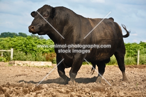 black Aberdeen Angus