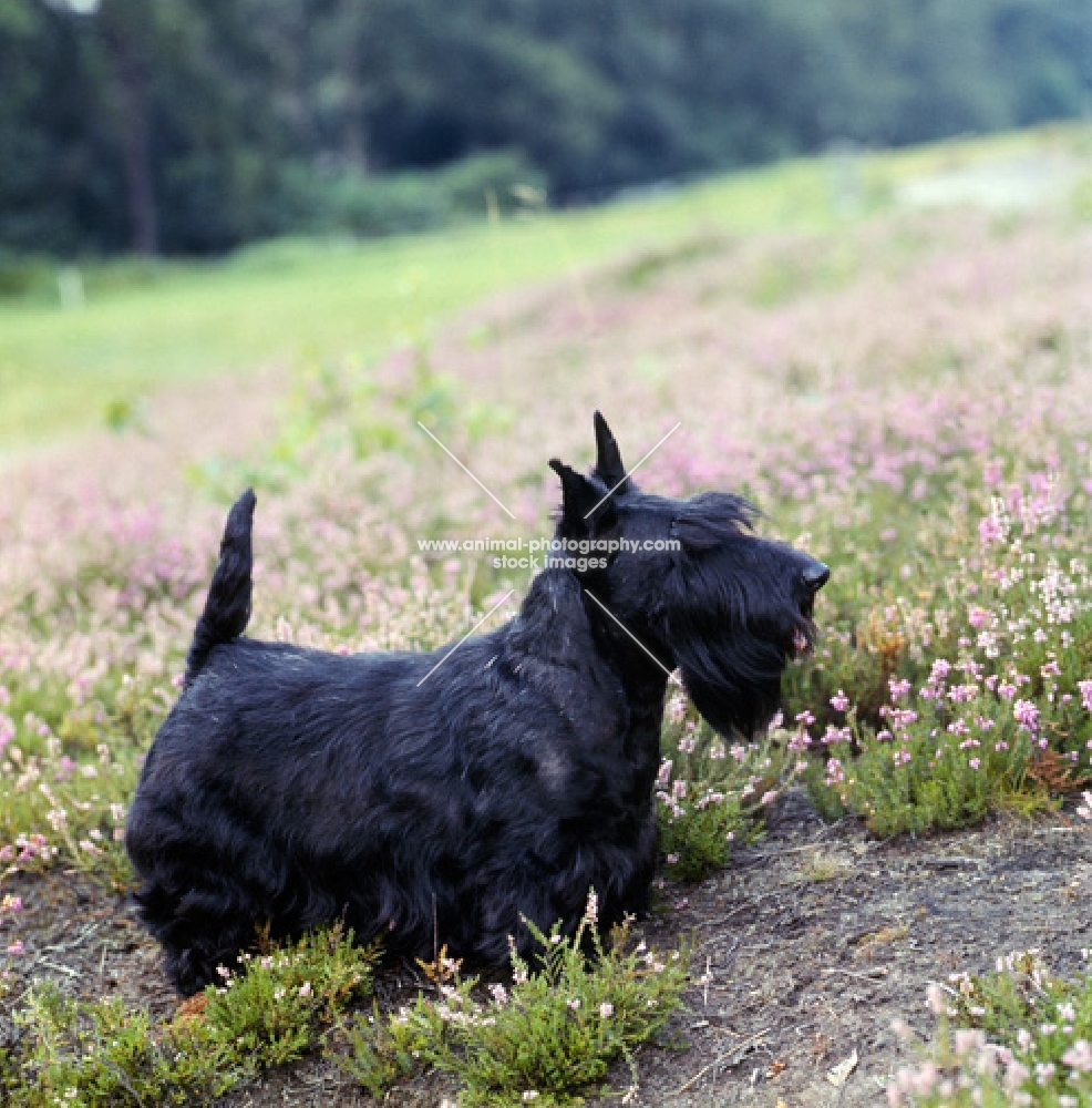 scottish terrier, ch gaywyn titania, standing in heather