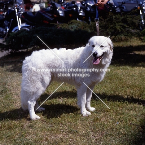 adler von der burg rode,  slovakian sheepdog on lead