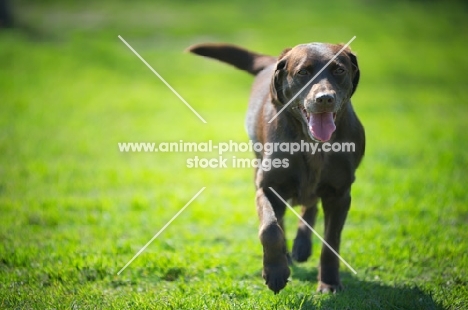 happy chocolate Labrador Retriever running on the grass