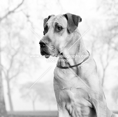 great dane, portrait