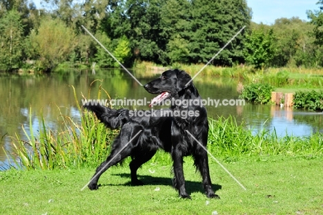 Flat Coated Retriever near water