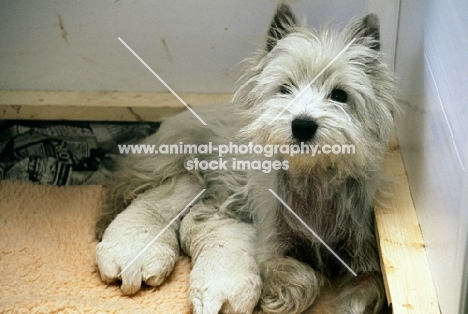 west highland white terrier bitch and puppies