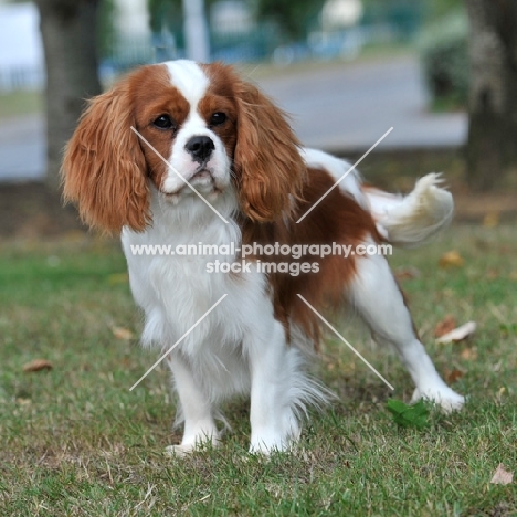 cavalier king charles spaniel, blenheim standing on grass