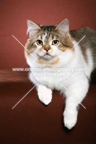 Siberian cat lying down