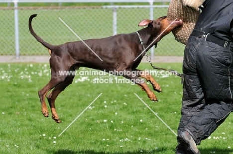 Dobermann atacking