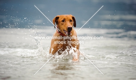 Labrador Retriever running from water