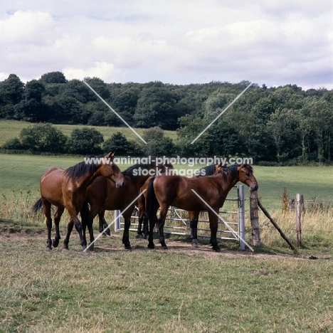 group of Cleveland Bays at gate