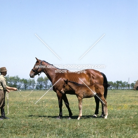 Furioso North Star mare and foal at Apaj stud, Kiskunsag State Farm