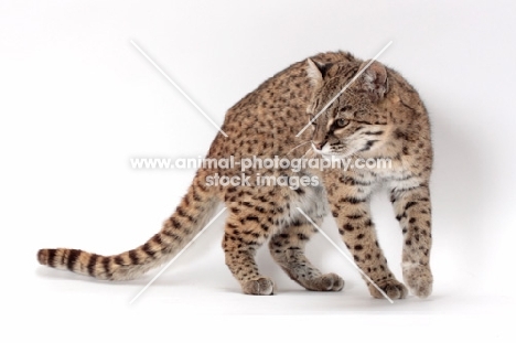 female Brown Spotted Tabby Geoffroy's Cat in studio