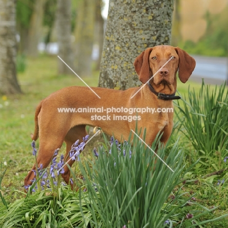 Hungarian Vizsla near bluebells