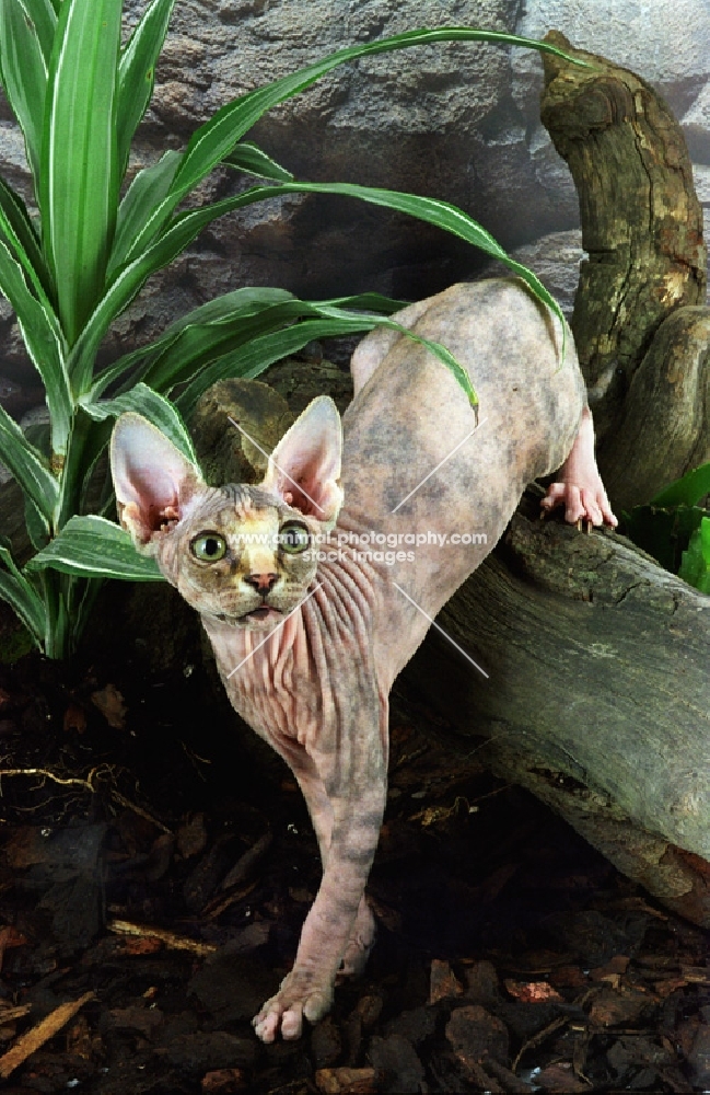 Sphynx cat walking over a log