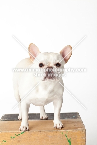 French Bulldog in studio