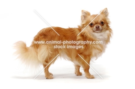 red longhaired Chihuahua