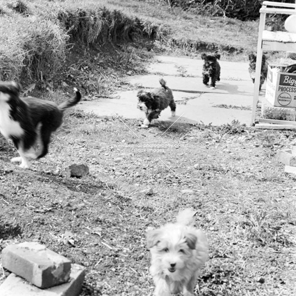 tibetan terrier puppies in 1965