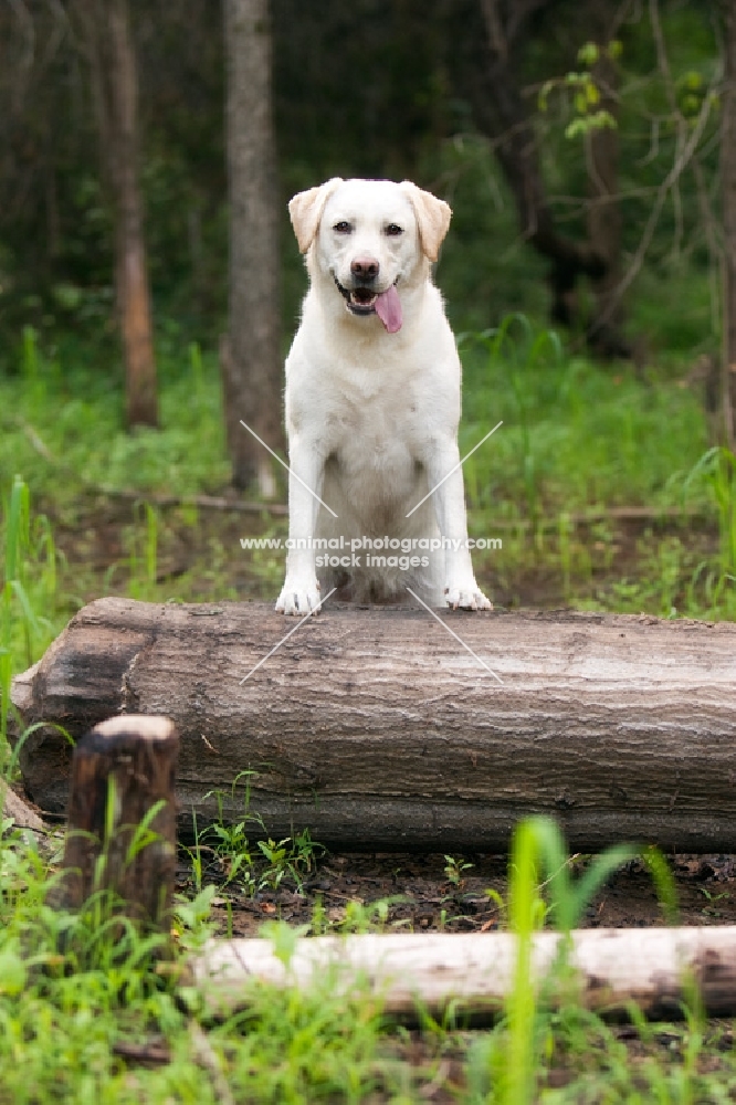 yellow lab standing on a log