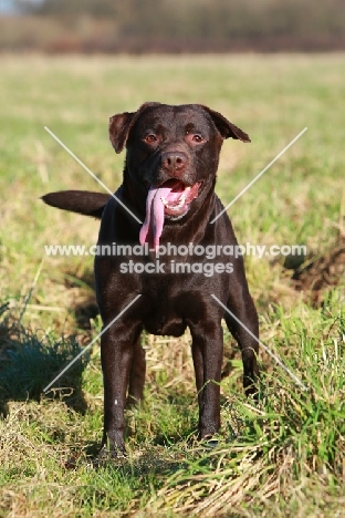 Chocolate Labrador Retriever, tongue out