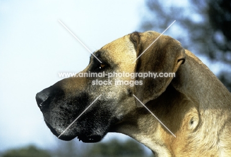 portrait of a great dane from helmlake