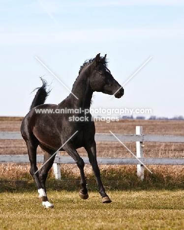 Egyptian Arab in field