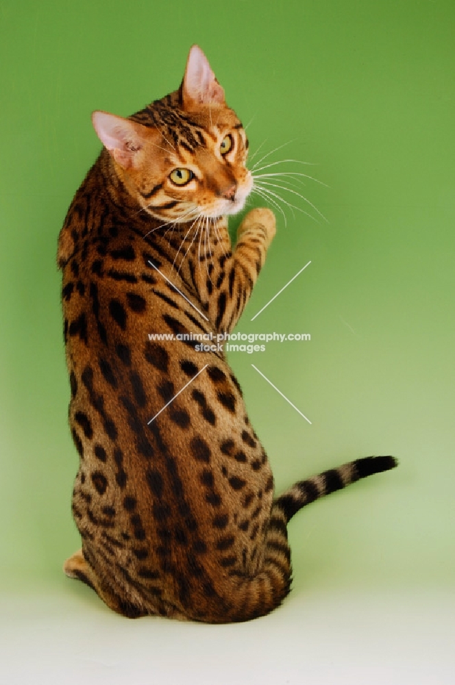 brown spotted bengal, back view