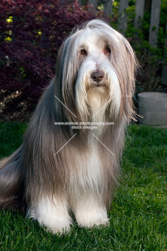 fawn bearded collie sitting in yard.