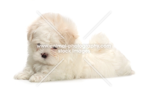 fluffy Maltese puppy on white background