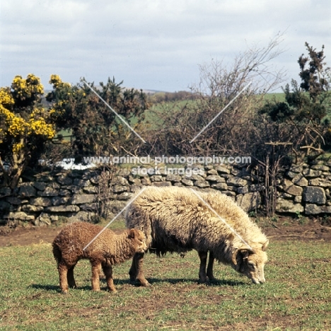 portland ewe and lamb
