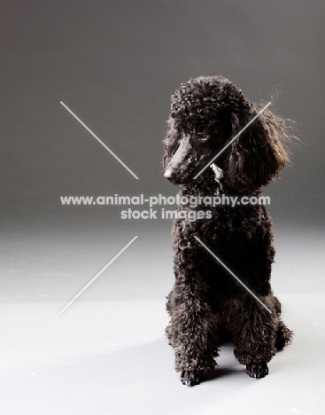 black miniature Poodle  sitting on gray background