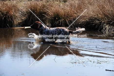 small Munsterlander walking in water