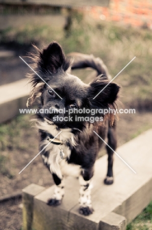 black and white long-haired Chihuahua